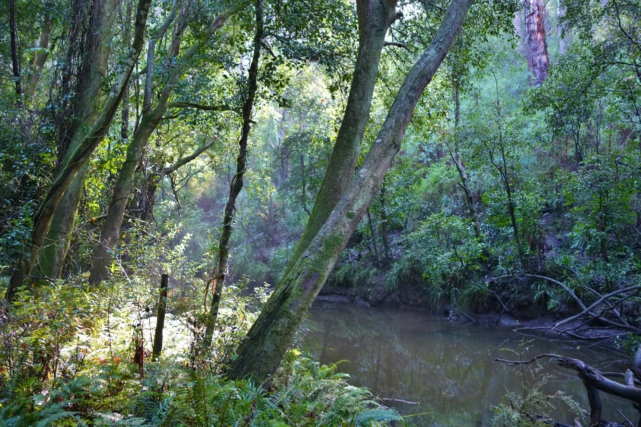 Additional image 27 of 59B Burgess Track, Wallagaraugh, Genoa VIC 3891