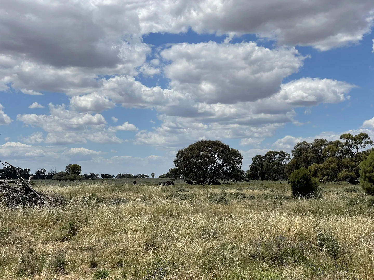 Additional image 7 of 'Yileen' 4371 Moulamein Road, Tullakool NSW 2732