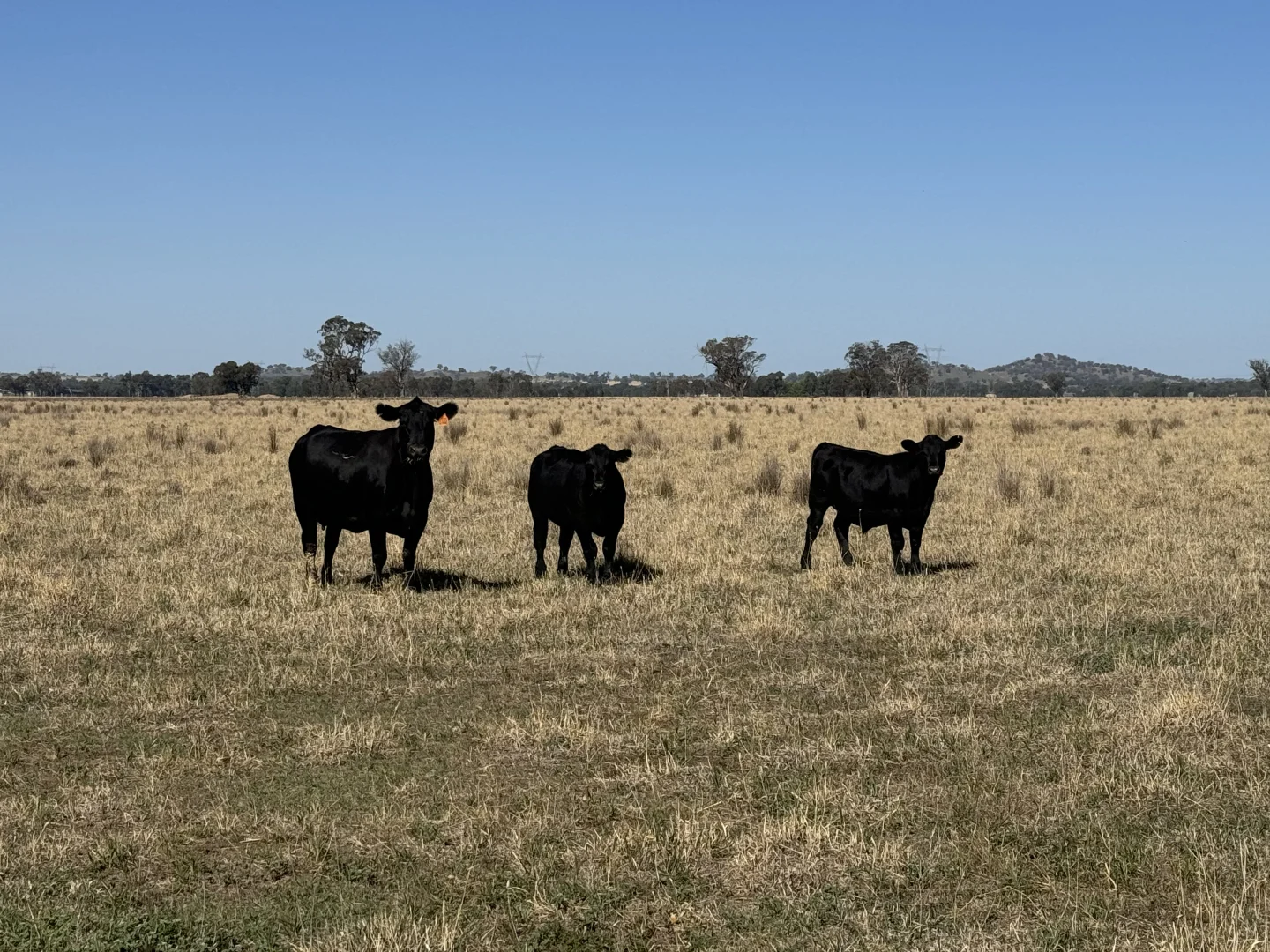 Additional image 5 of 122 Reapers Road, Culcairn NSW 2660