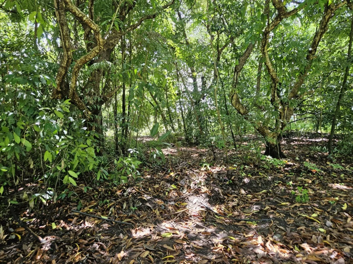 Additional image 7 of 16 Forrest Drive, Forrest Beach QLD 4850