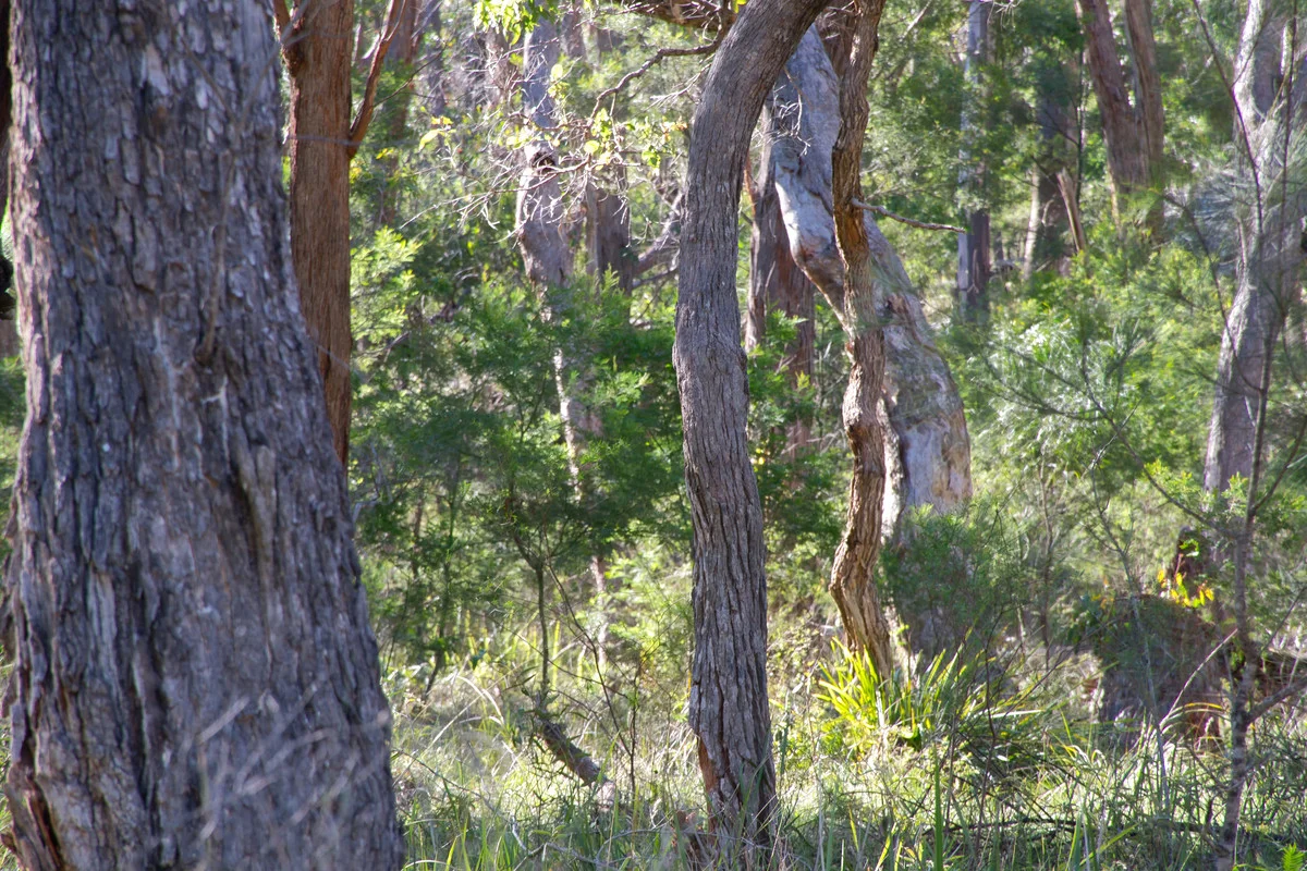 Additional image 19 of Puglisi Road, Dalveen QLD 4374