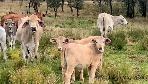 Additional image 13 of 404 New Valley Road, Inverell NSW 2360