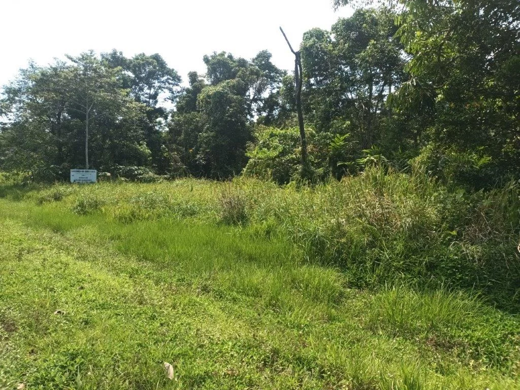 Additional image 40 of Lot 81 Cape Tribulation Road, DIWAN,, Daintree QLD 4873