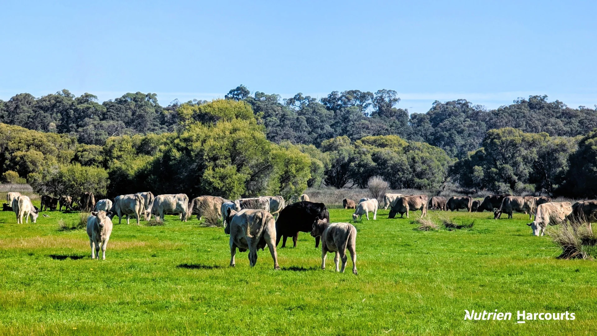 Additional image 12 of Lot 52 Cowalla Road, Cowalla WA 6503