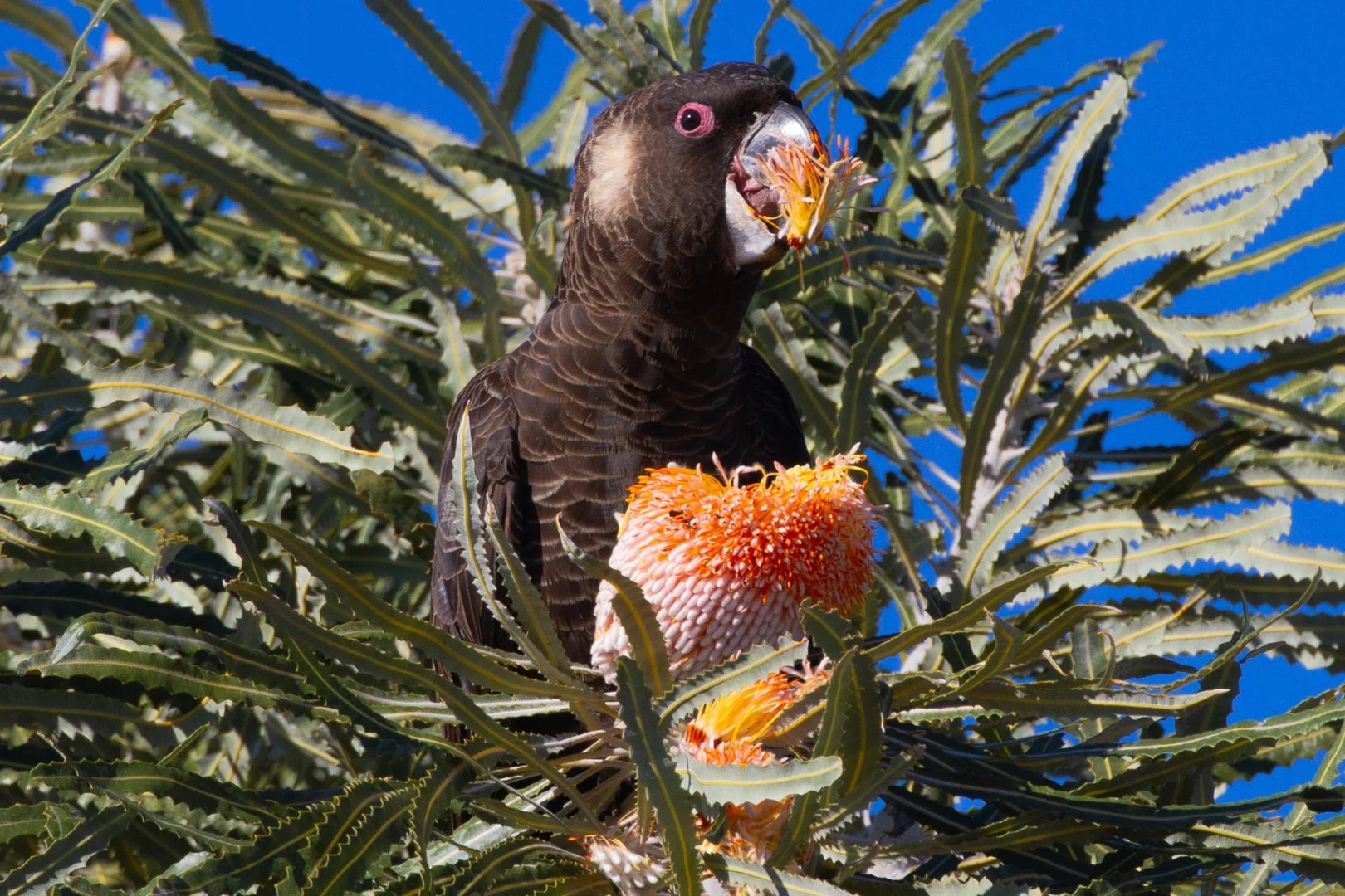 Additional image 4 of 777 Teatree Road, Bindoon WA 6502