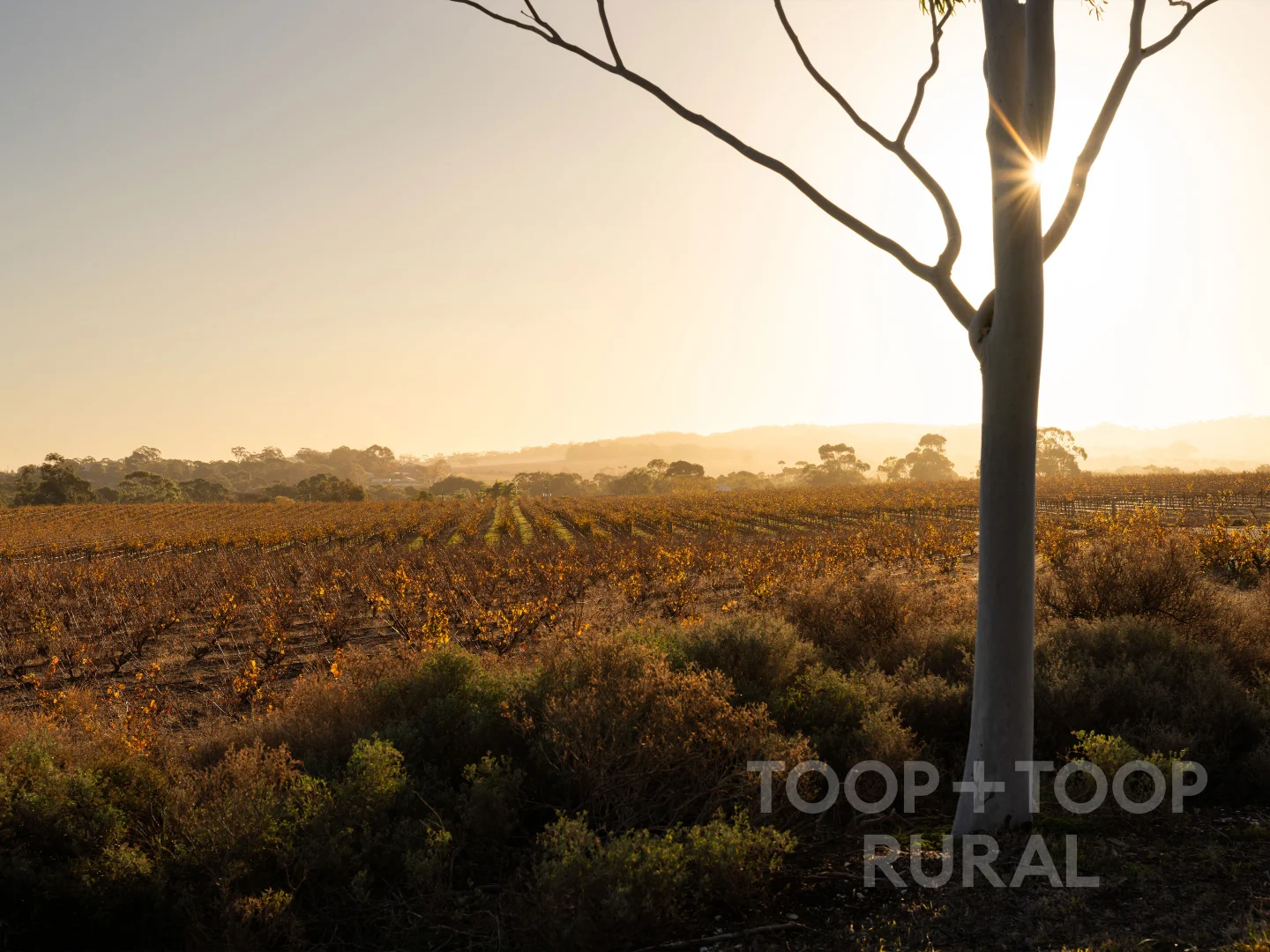 Additional image 21 of 87 Sir Condor Laucke Way, Greenock SA 5360