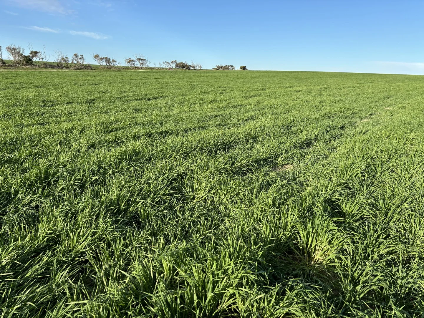 Additional image 14 of Section 82 Chilmans Road, Port Neill SA 5604