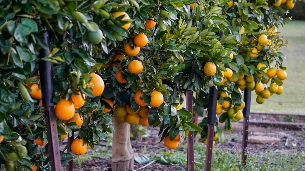 Additional image 37 of 3761 Neilrex Road, Neilrex NSW 2831