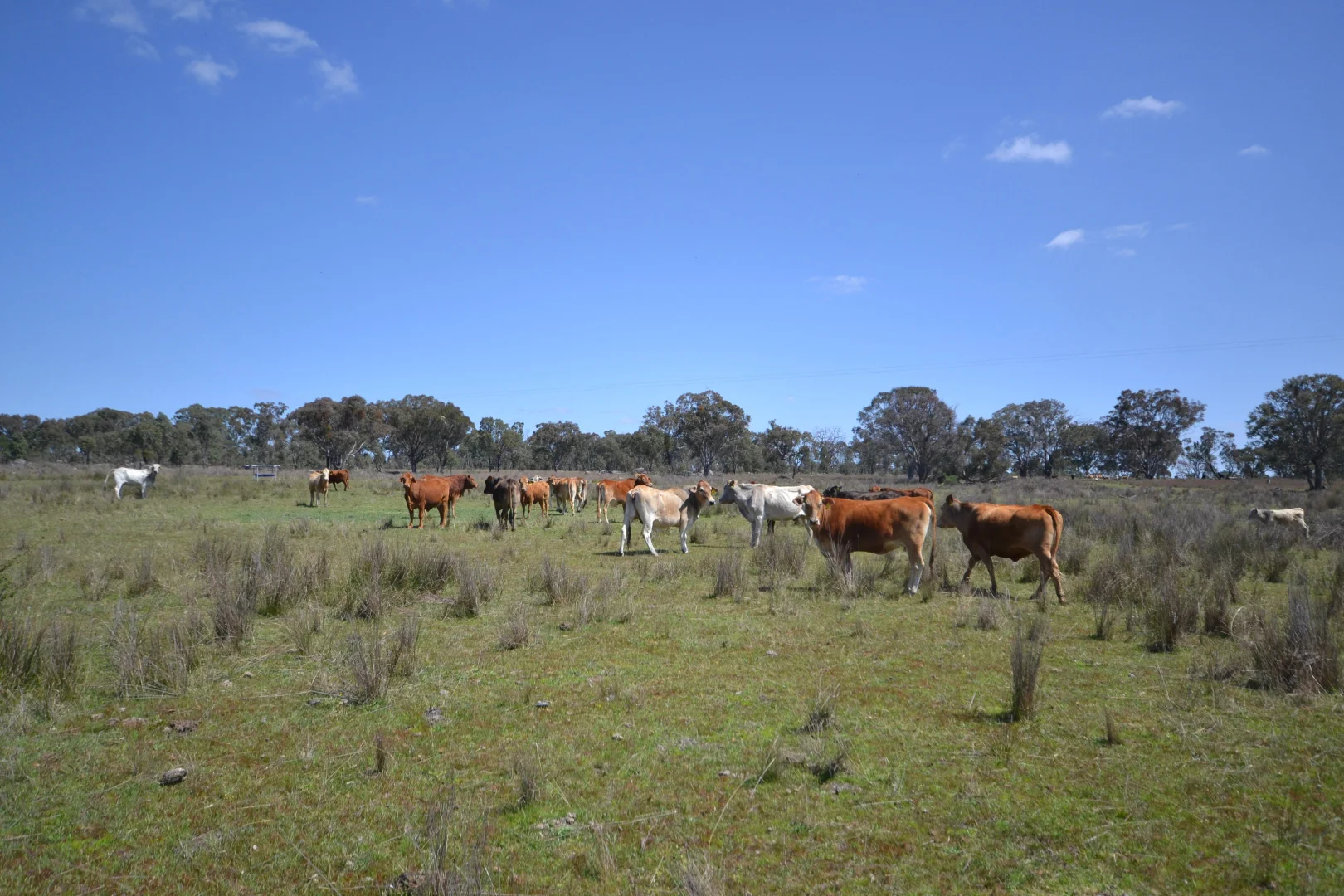 Additional image 9 of 404 New Valley Road, Inverell NSW 2360