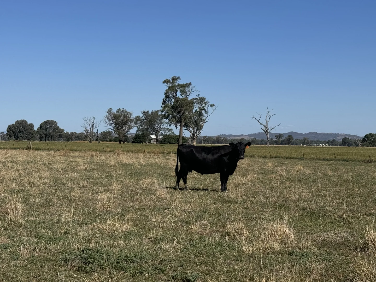 Additional image 4 of 122 Reapers Road, Culcairn NSW 2660