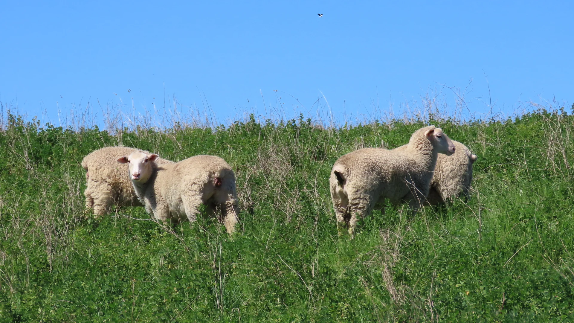 Additional image 32 of 173 Mcclures Rd, Connewirricoo VIC 3318