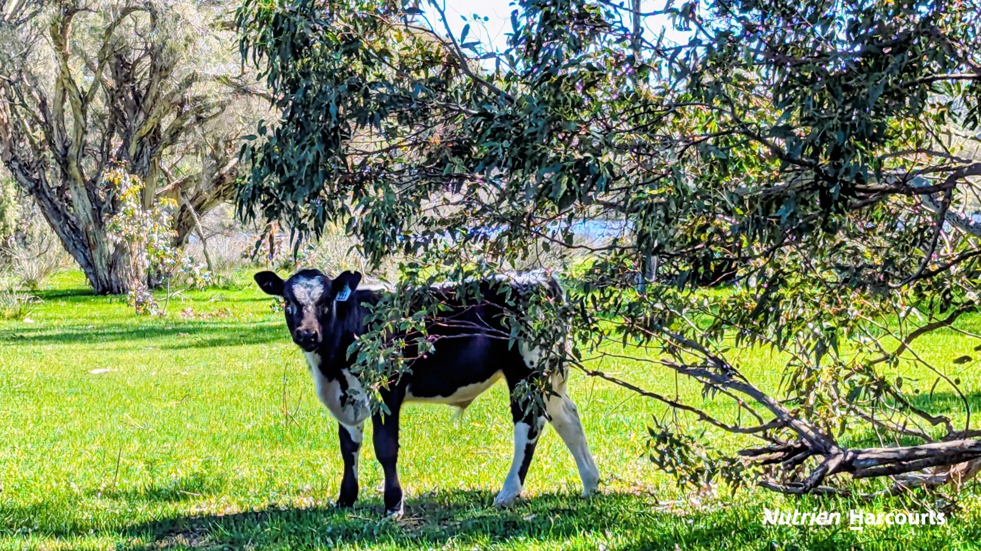 Additional image 6 of Lot 52 Cowalla Road, Cowalla WA 6503