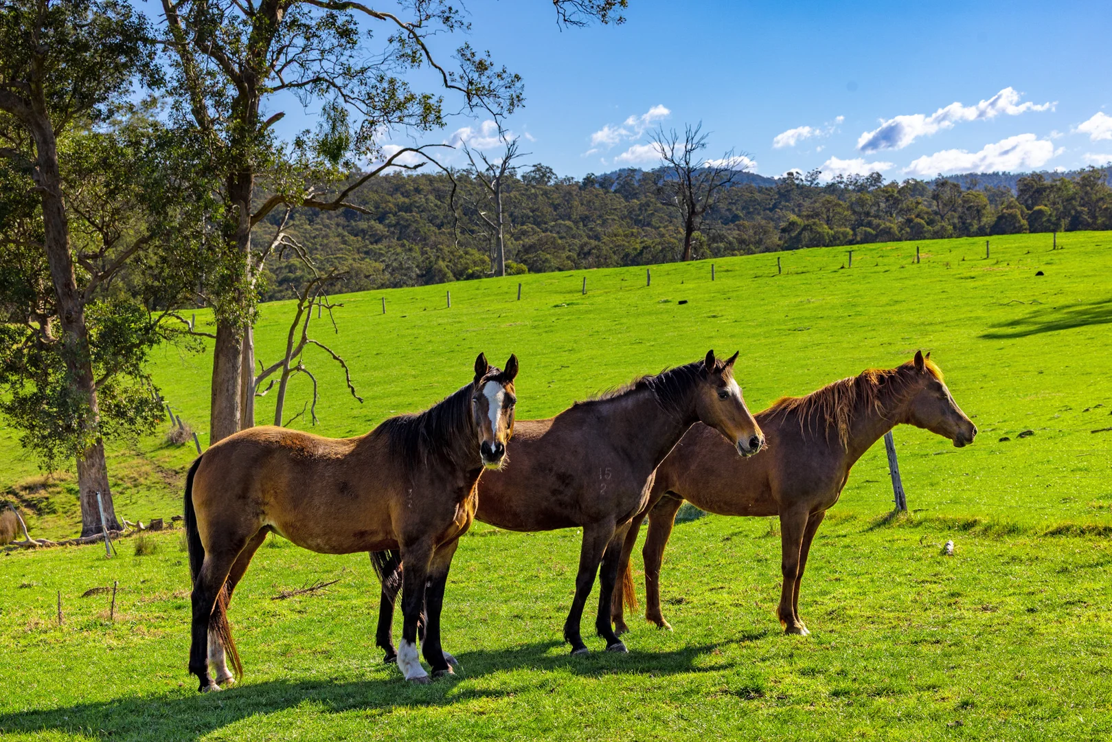 Additional image 48 of 151 Wattle Hill Road, Buchan South VIC 3885