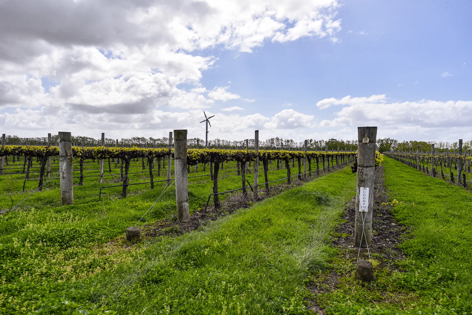 Additional image 10 of LOT 102, Bond Road, Penola SA 5277