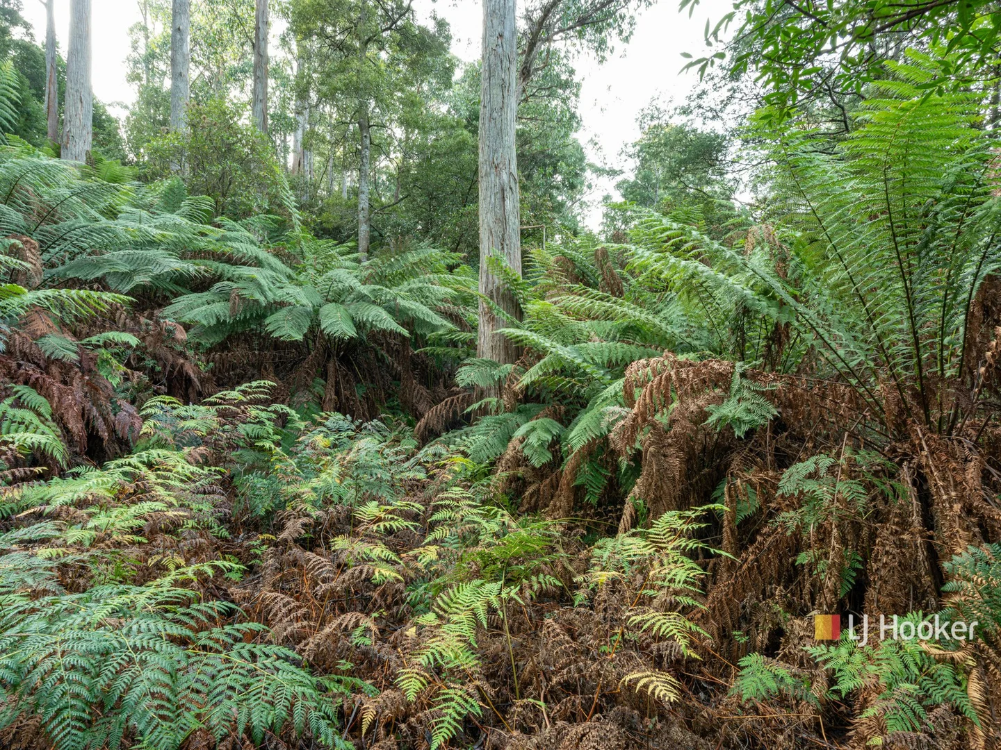 Additional image 17 of 78 Cethana Road, Cethana TAS 7306