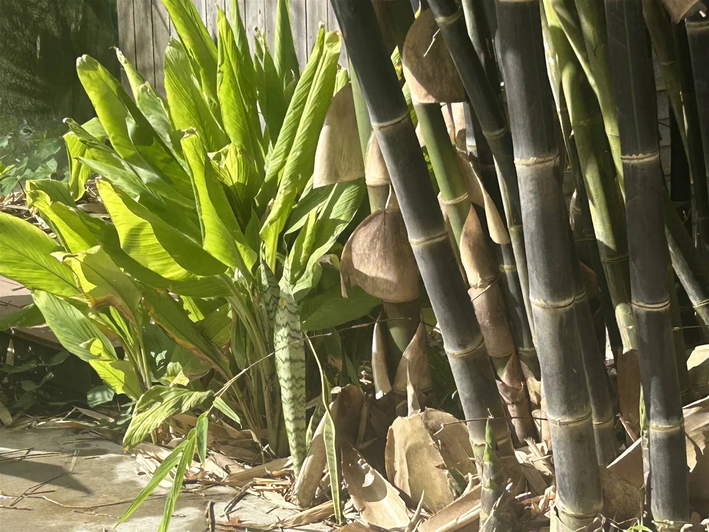 Additional image 31 of 6 Holme Street, Terara NSW 2540