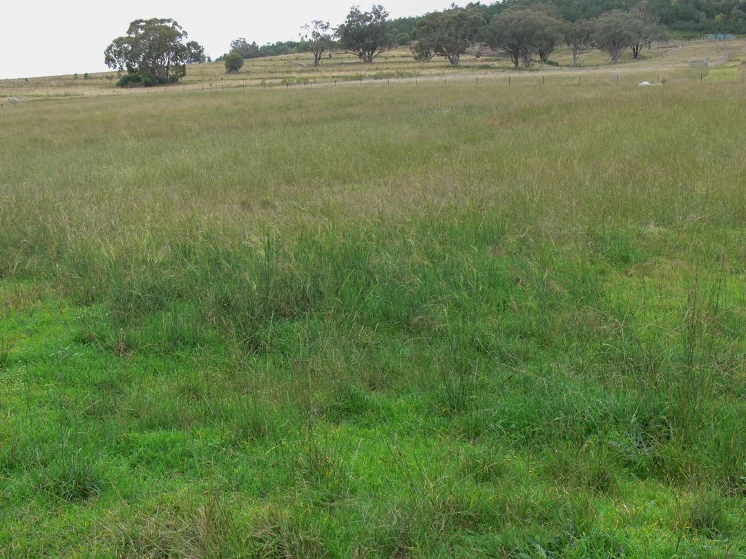 Additional image 12 of The Glen, Berrigal NSW 2390