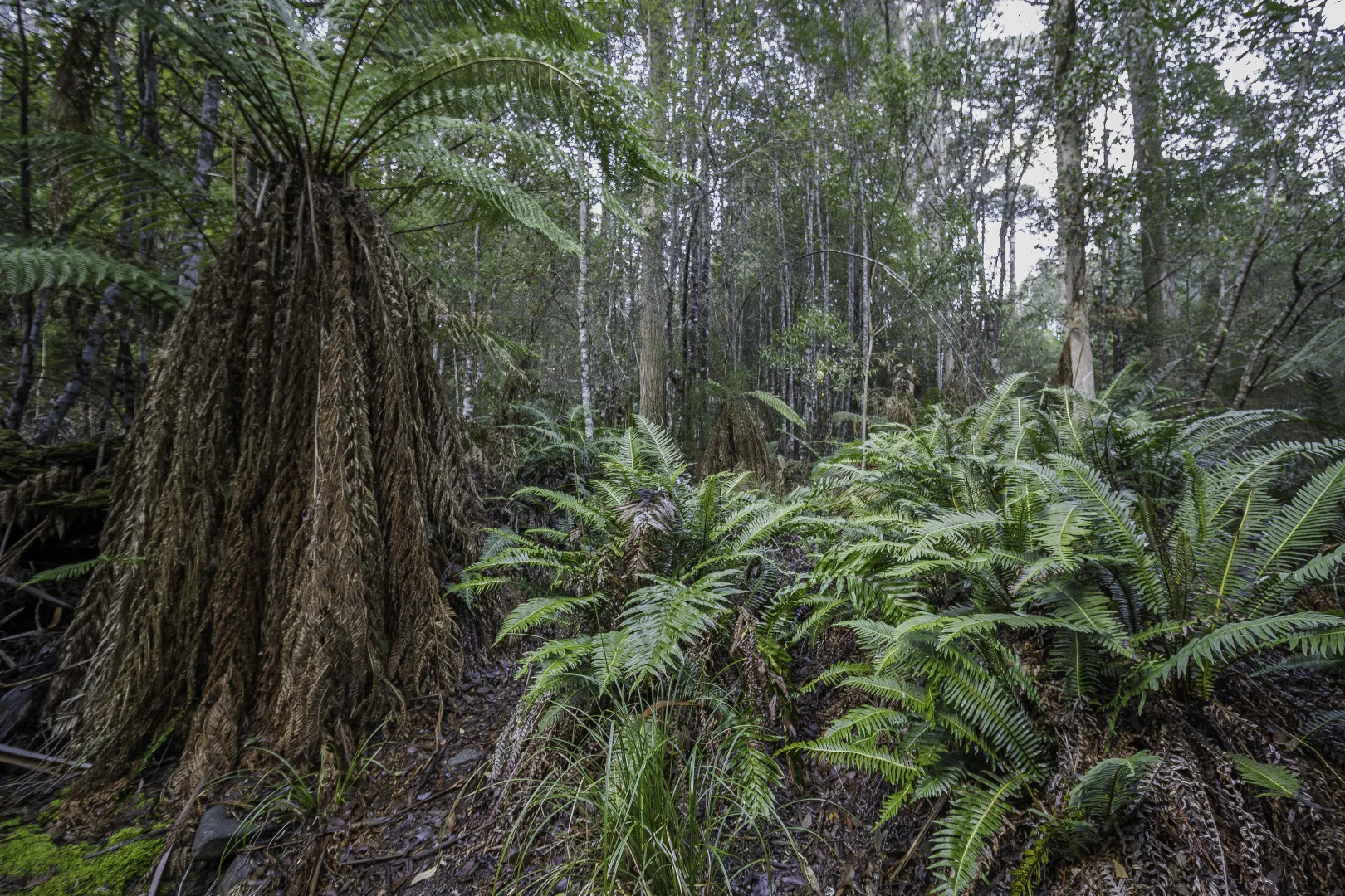 Additional image 12 of Judbury TAS 7109