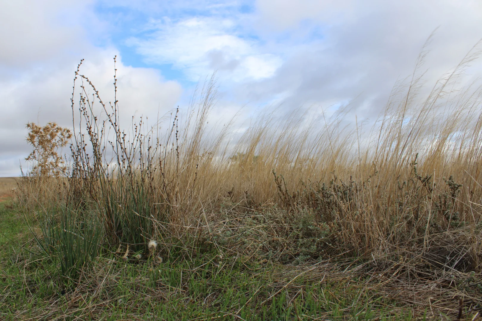 Additional image 48 of 1860 Cleary Road, Terowie SA 5421