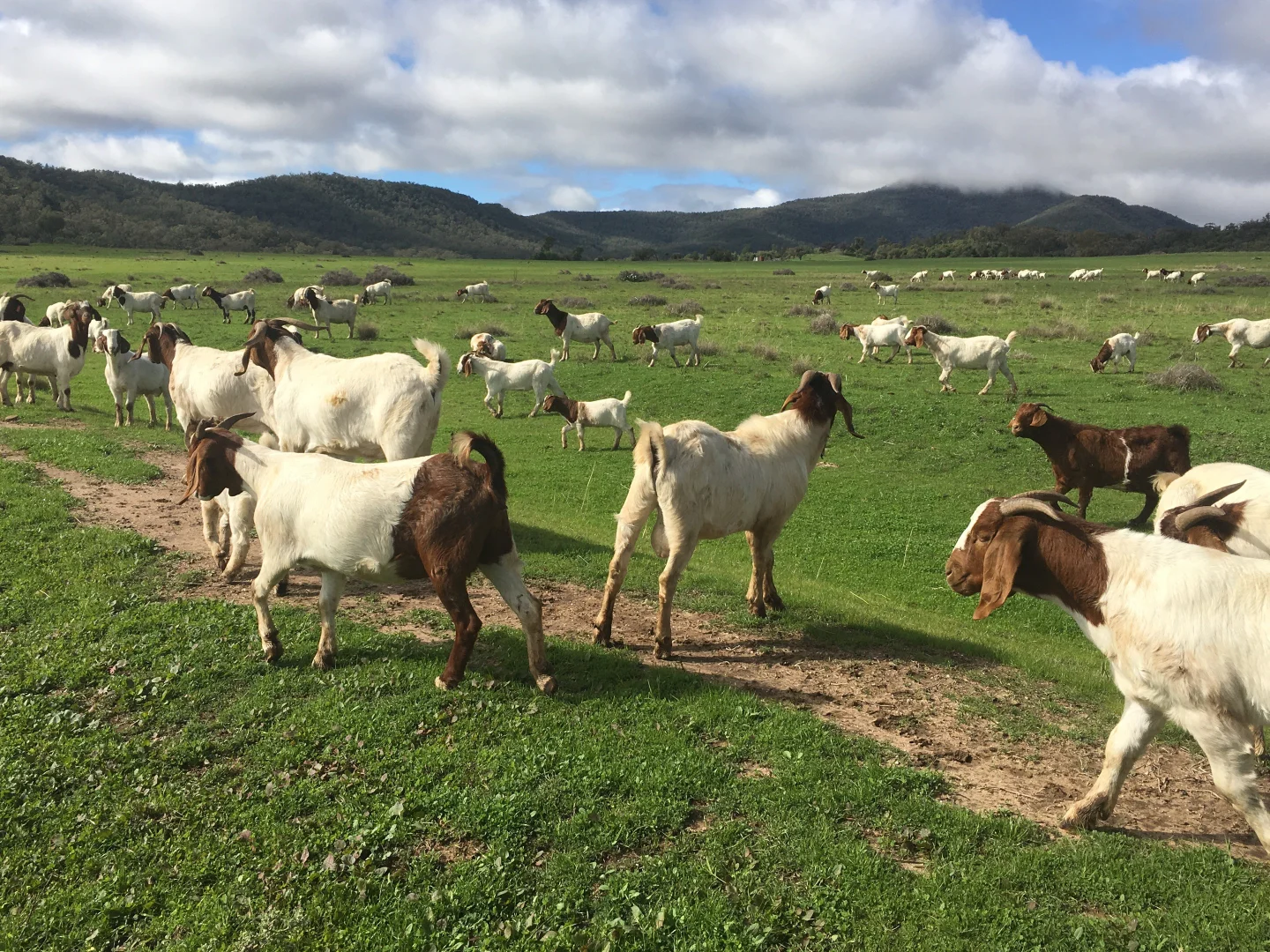 Additional image 6 of 1020 Bramble Rd, Warrumbungle NSW 2828