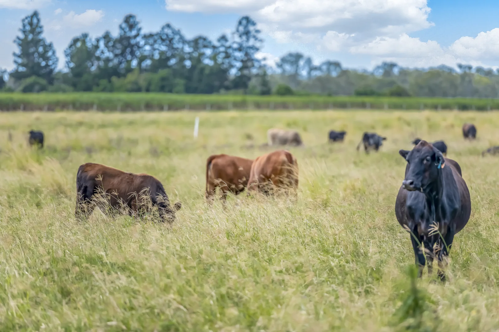Additional image 9 of 1670 Rosedale Road, Avondale QLD 4670