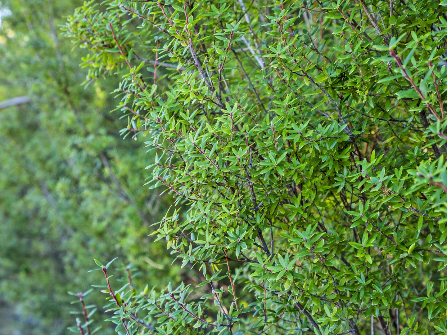 Additional image 41 of 312 Lookout Road, Port Arthur TAS 7182