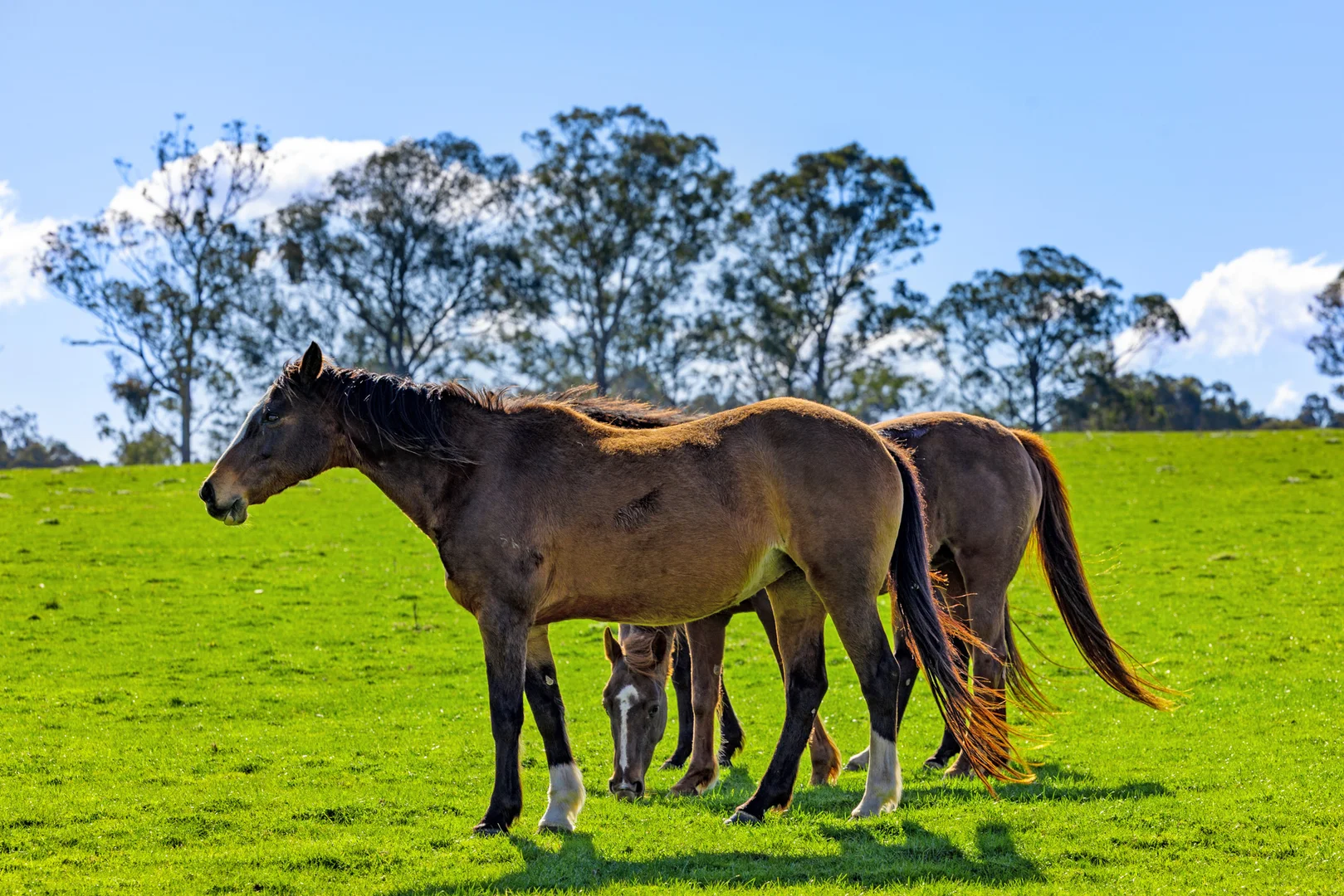 Additional image 44 of 151 Wattle Hill Road, Buchan South VIC 3885