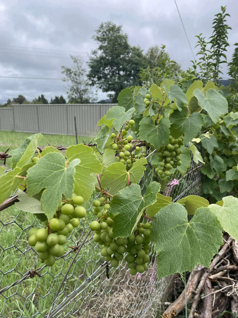 Additional image 11 of 17 Dirty Butter Creek Road, Araluen NSW 2622