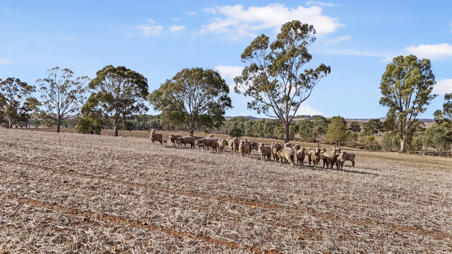 Additional image 11 of Lot 366 Horrocks Highway, Undalya SA 5451