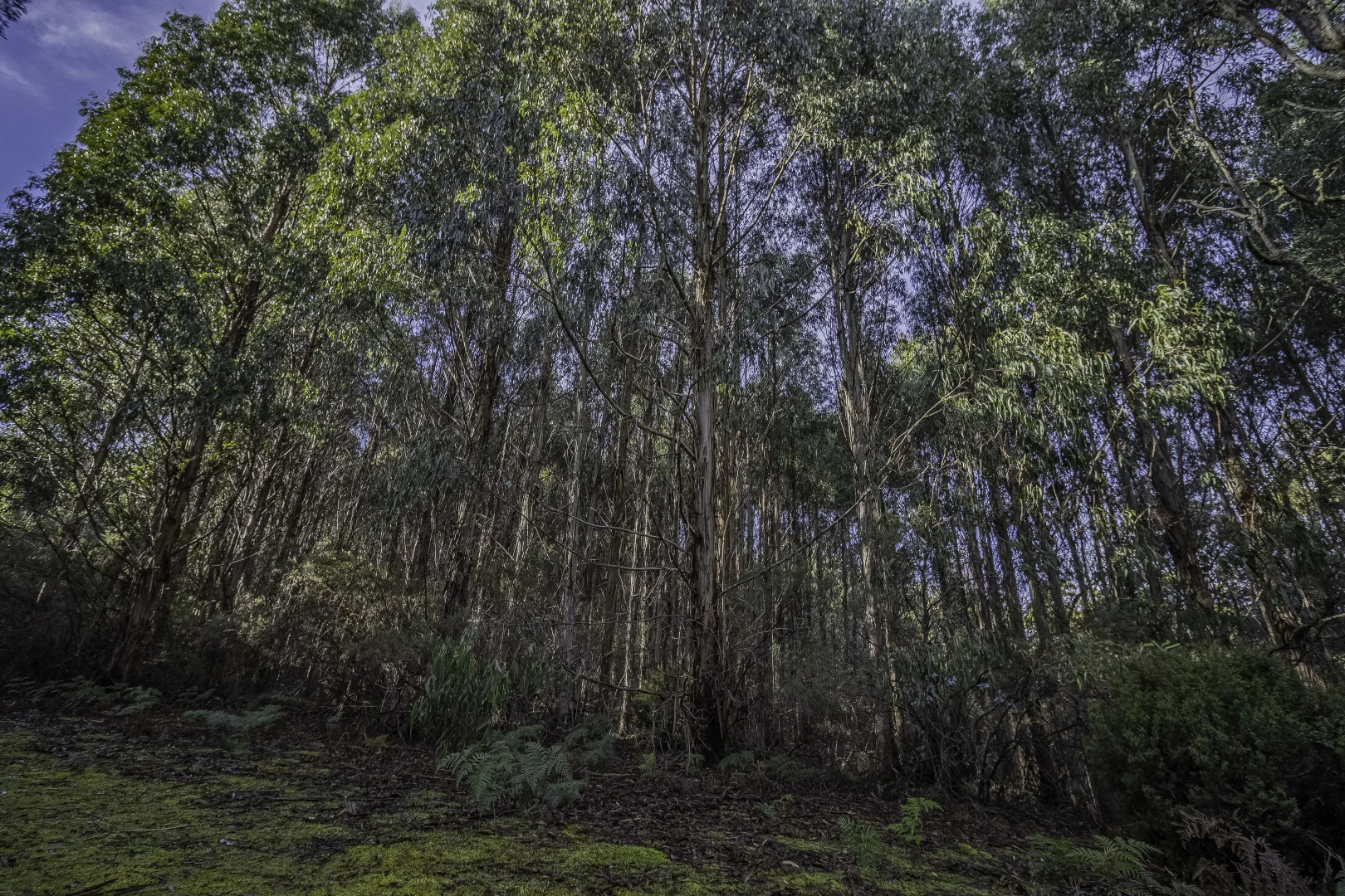 Additional image 7 of Judbury TAS 7109