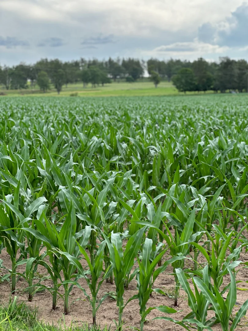 Additional image 12 of 119 Duck Creek Road, Old Bonalbo NSW 2469