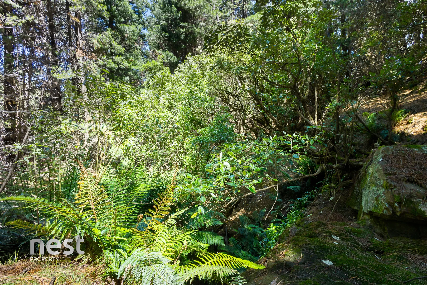 Additional image 28 of 464 German Town Road, St Marys TAS 7215