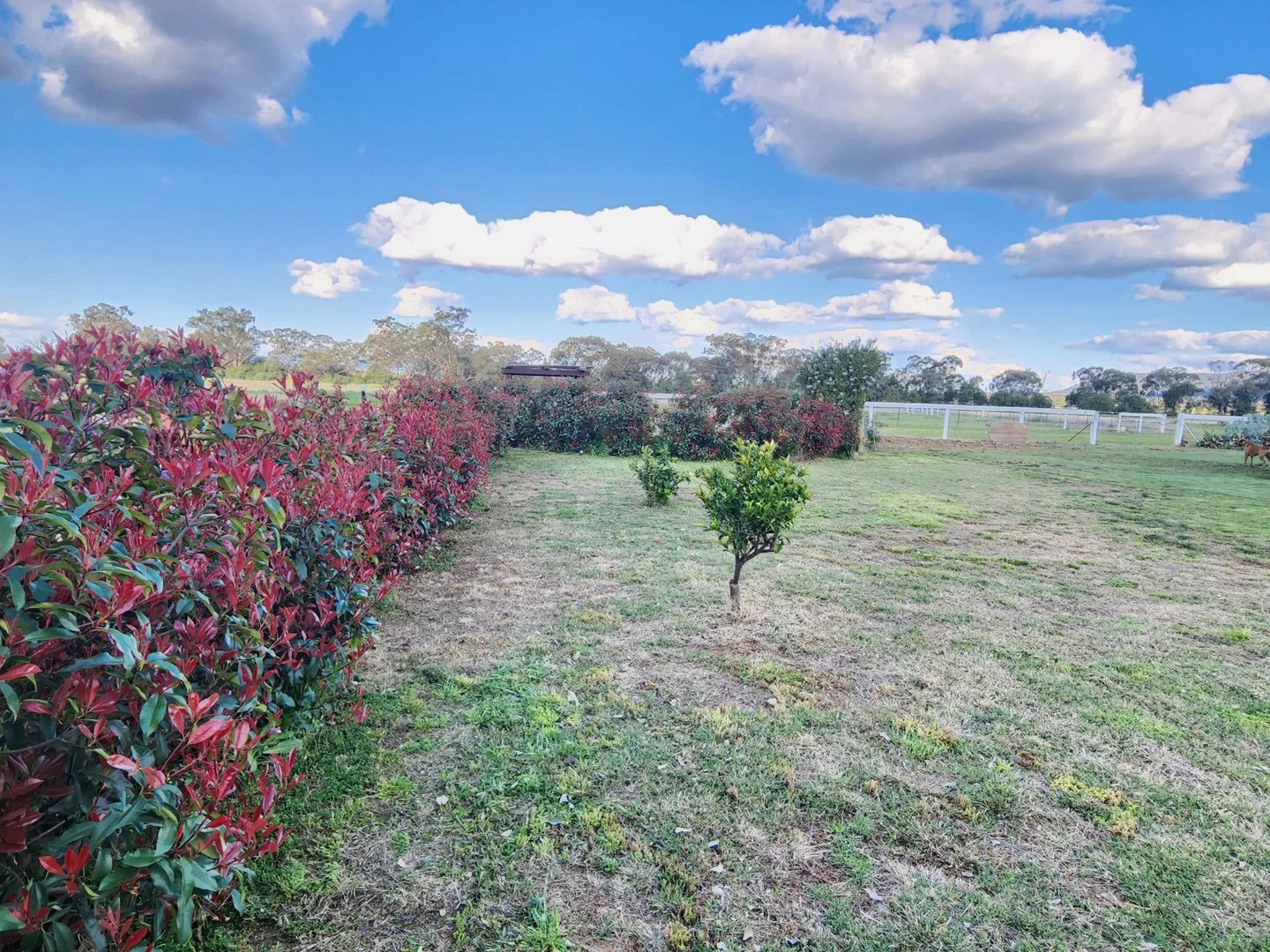 Additional image 3 of 164 Voca Rd, Curlewis NSW 2381