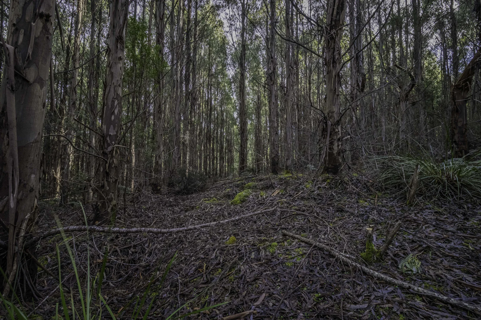 Additional image 17 of Judbury TAS 7109