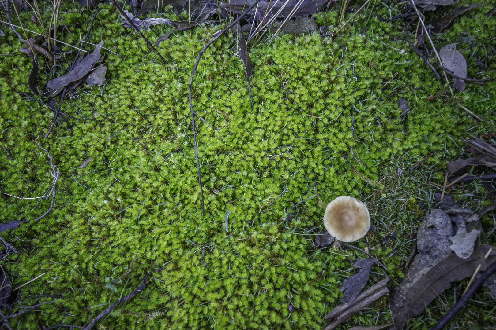 Additional image 4 of Judbury TAS 7109