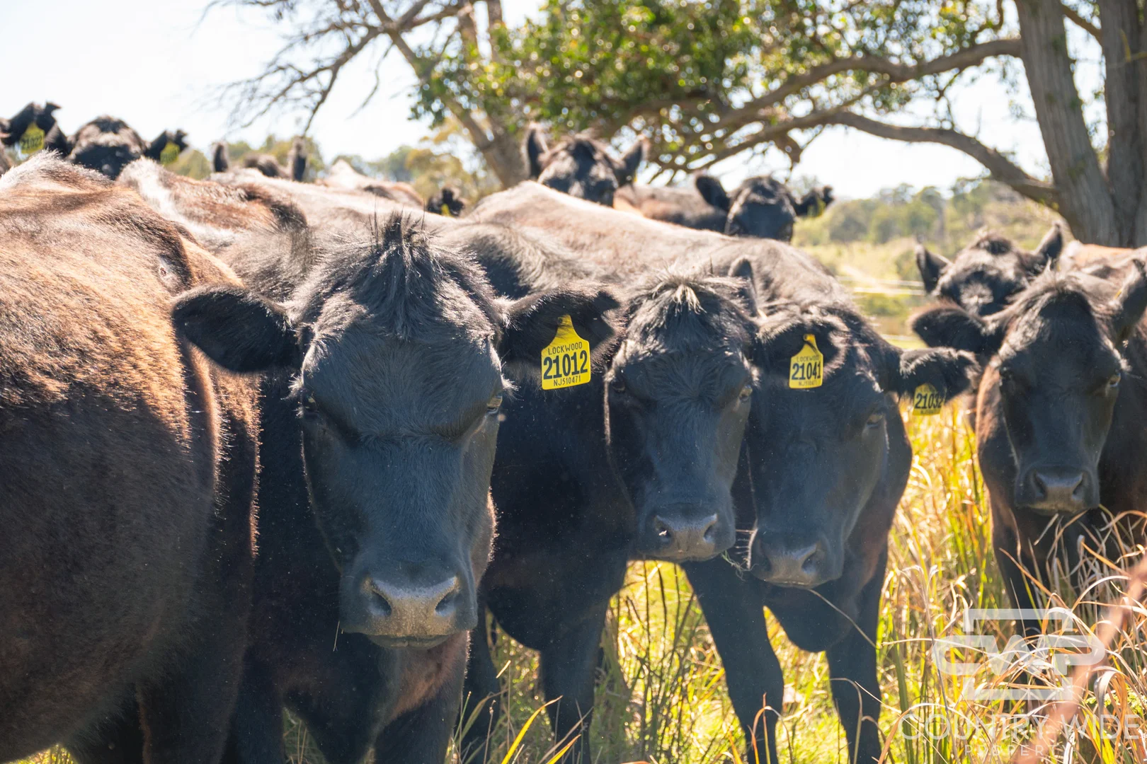 Additional image 20 of 11, - Ten Mile Rd, Deepwater NSW 2371