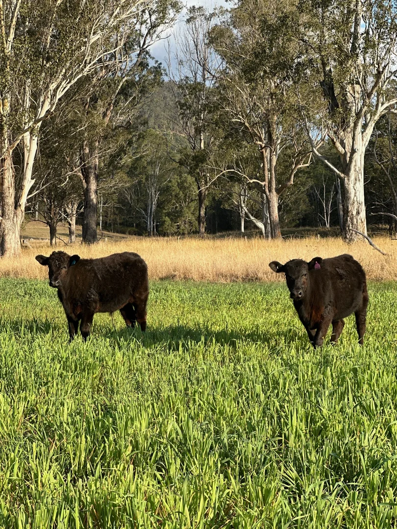 Additional image 13 of 119 Duck Creek Road, Old Bonalbo NSW 2469