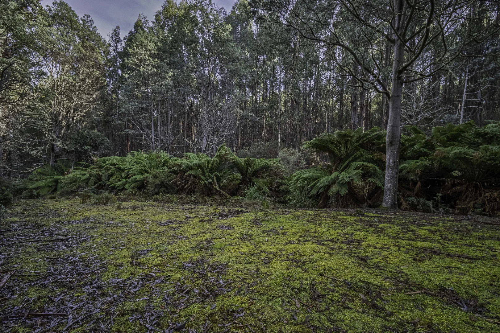 Additional image 3 of Judbury TAS 7109