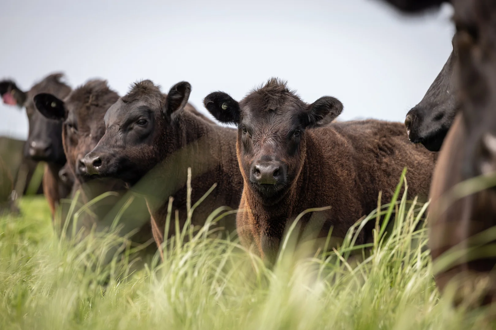 Additional image 9 of 18462 Princes Highway, Kingston Se SA 5275