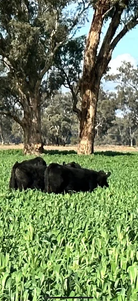 Additional image 13 of 10690 The Escort Way, Forbes NSW 2871