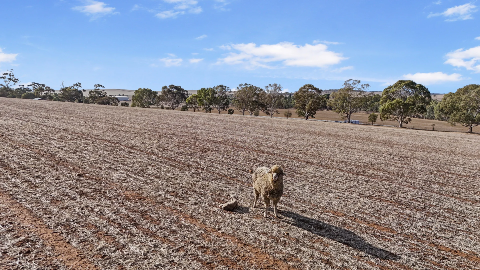 Additional image 6 of Lot 366 Horrocks Highway, Undalya SA 5451