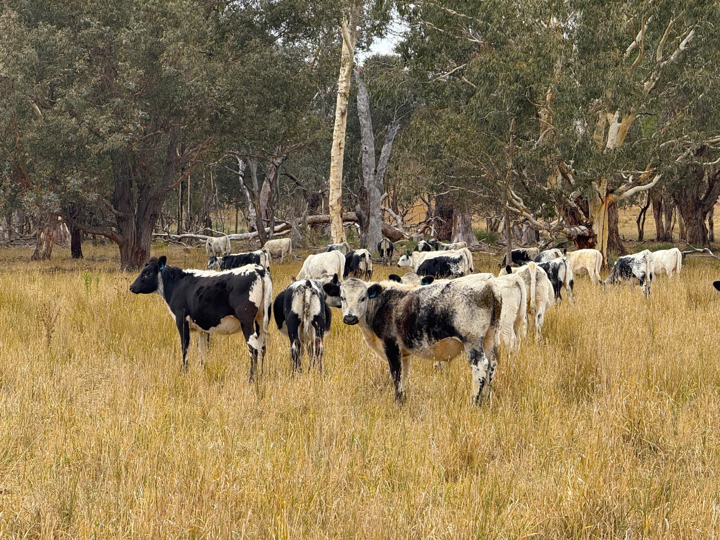 Additional image 6 of 1 Little Plains Road, Blakney Creek NSW 2581