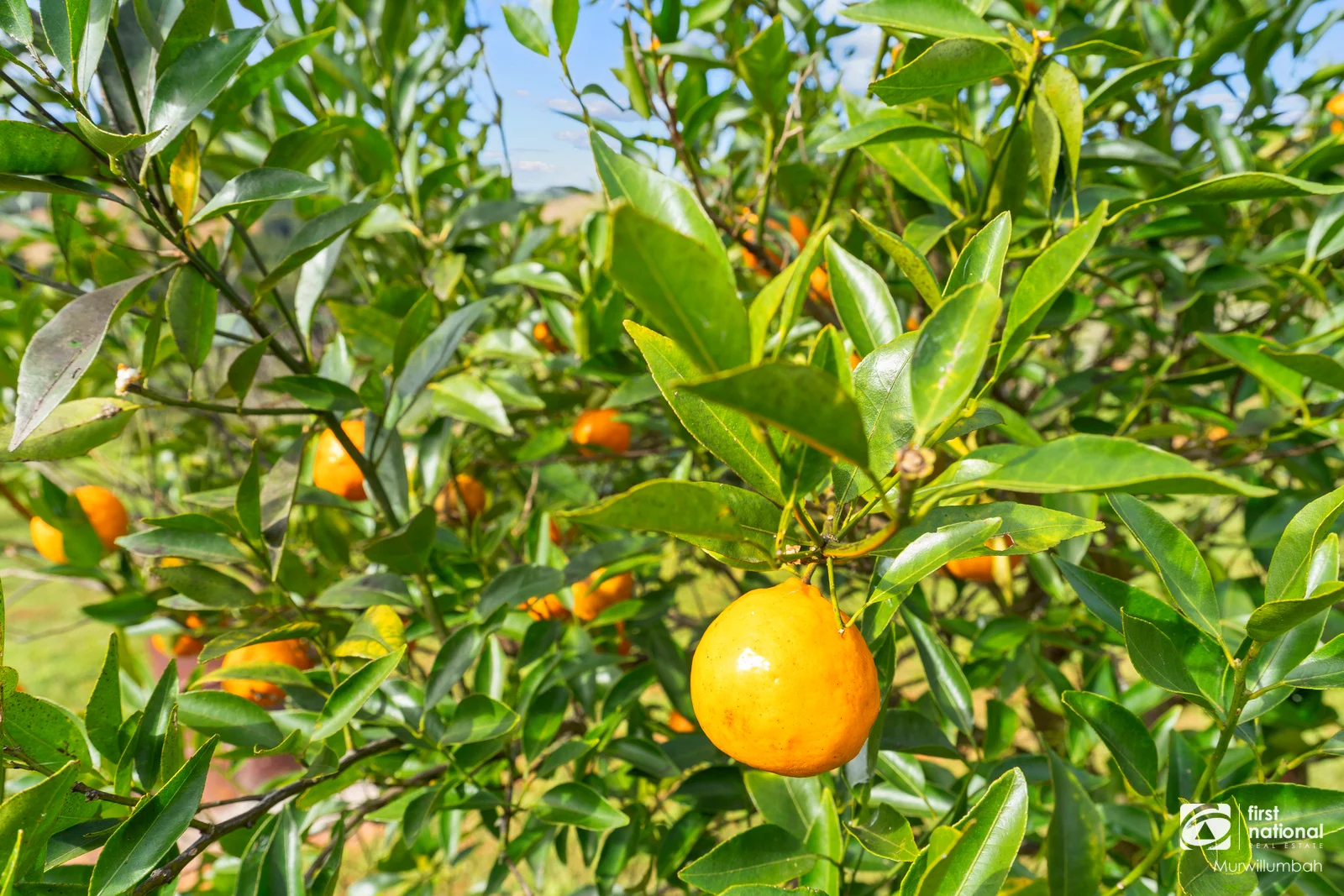 Additional image 18 of 584 Nobbys Creek Road, Nobbys Creek NSW 2484