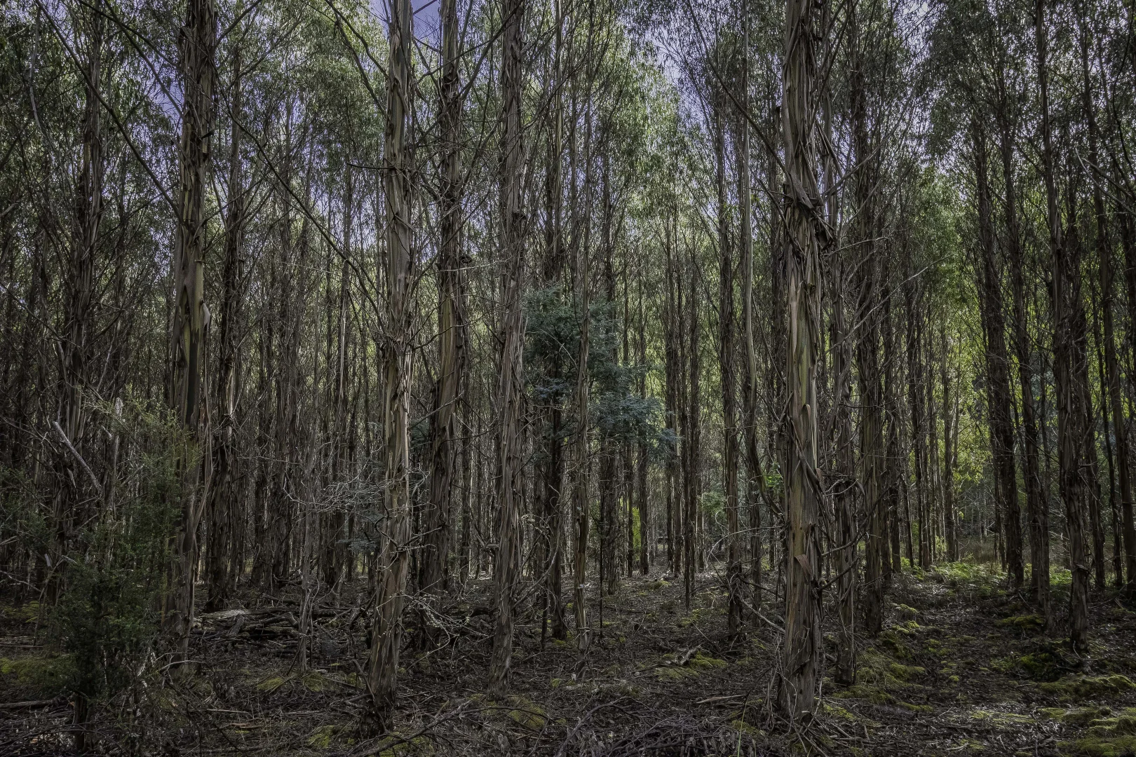 Additional image 12 of Judbury TAS 7109