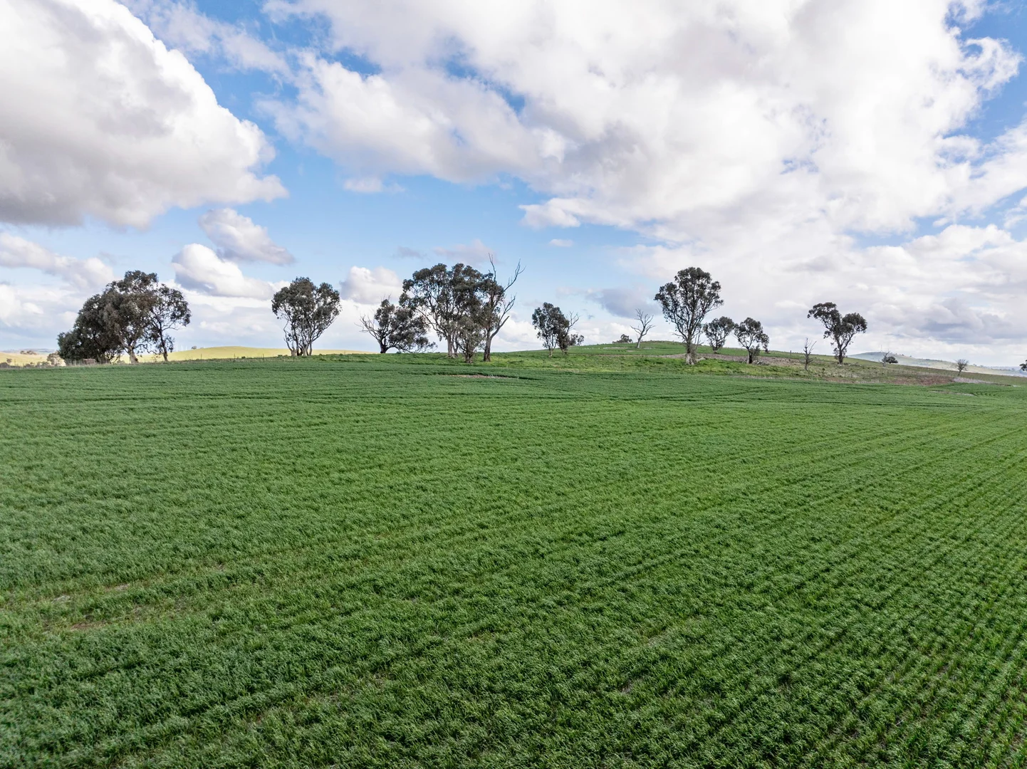 Additional image 15 of 'Darmody's', 969 Brial Rd, Boorowa NSW 2586