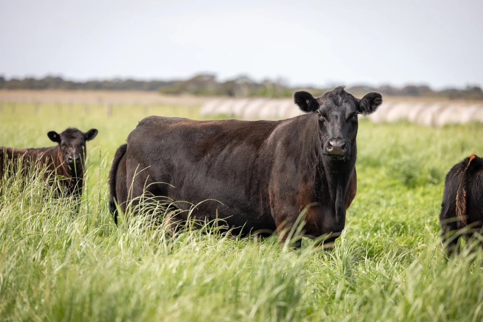 Additional image 12 of 18462 Princes Highway, Kingston Se SA 5275