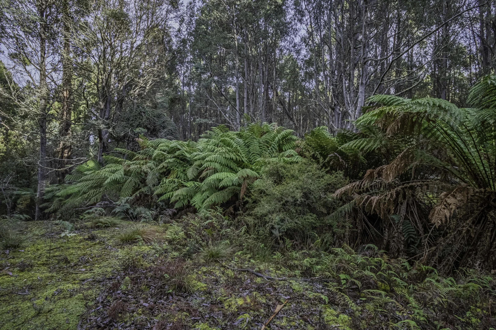 Additional image 16 of Judbury TAS 7109