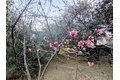 Additional image 27 of 2855 Heliotrope Dr, Julian, CA, 92036
