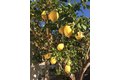 Additional image 4 of 272 Corte San Marco, Palm Desert, CA, 92260