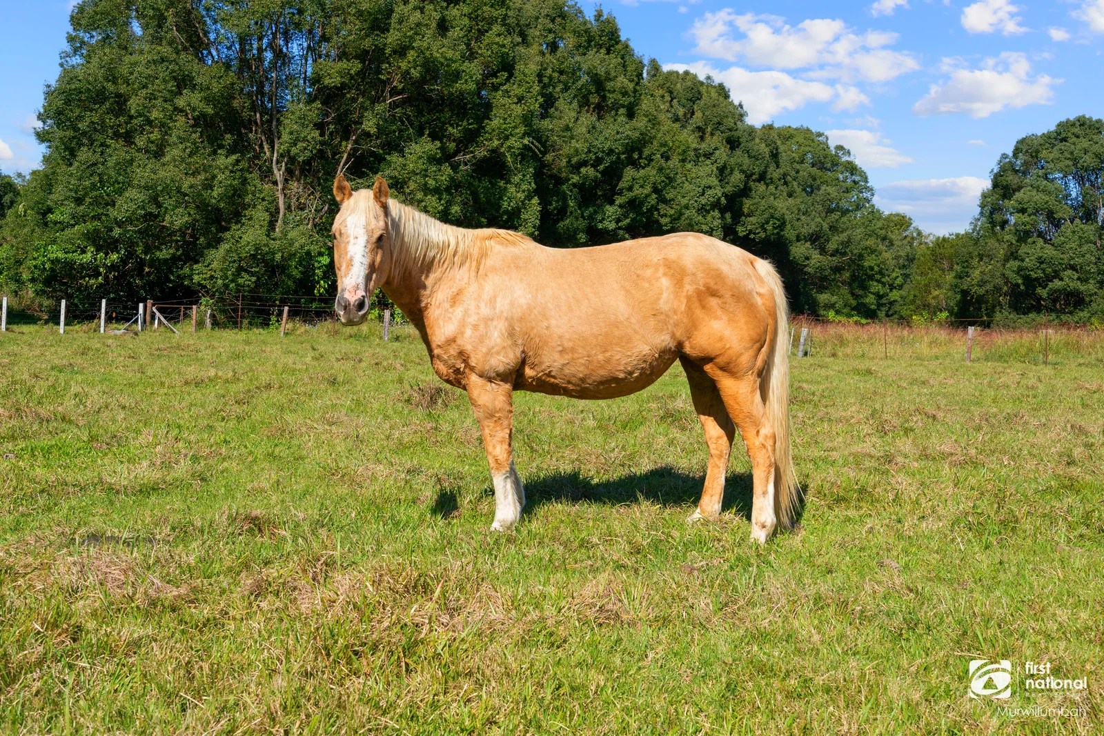 Additional image 31 of 584 Nobbys Creek Road, Nobbys Creek NSW 2484